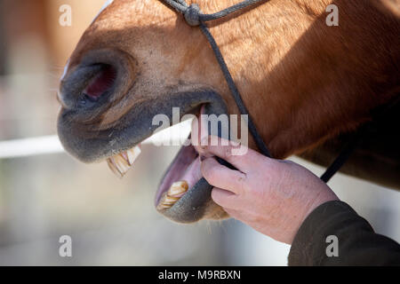 Dentiste Equin au travail Vérifier l'embouchure Banque D'Images