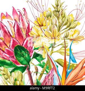 Aquarelle Protea, Caesalpinia et fleurs de Strelitzia. Floral décoration tropicale illustration botanique. Aquarelle isolés. Parfait pour un mariage ou une invitation, cartes de vœux. Banque D'Images