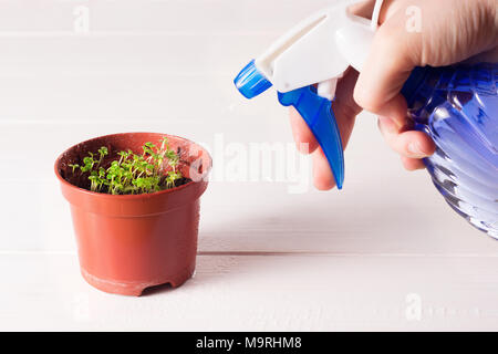 Les plantules de forget-me-not fleur dans un pot en plastique avec pulvérisateur Banque D'Images