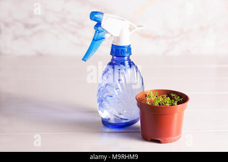 Les plantules de forget-me-not fleur dans un pot en plastique avec pulvérisateur Banque D'Images