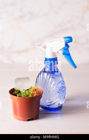 Les plantules de forget-me-not fleur dans un pot en plastique avec pulvérisateur Banque D'Images