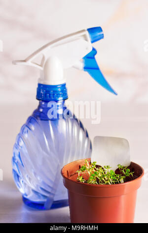 Les plantules de forget-me-not fleur dans un pot en plastique avec pulvérisateur Banque D'Images