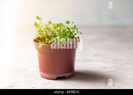 Les plantules de forget-me-not fleur dans un pot en plastique Banque D'Images