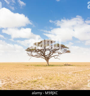 L'acacia dans la plaine africaine savana au Kenya. Banque D'Images