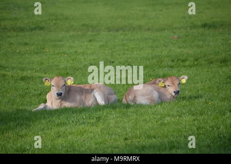 Bébé deux vaches dans l'herbe avec les fonds réservés Banque D'Images