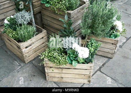Boîte en bois contenant des plantes. Banque D'Images
