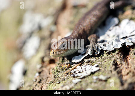 Lézard brun sur le tronc d'un vieil arbre, portrait, Close up Banque D'Images