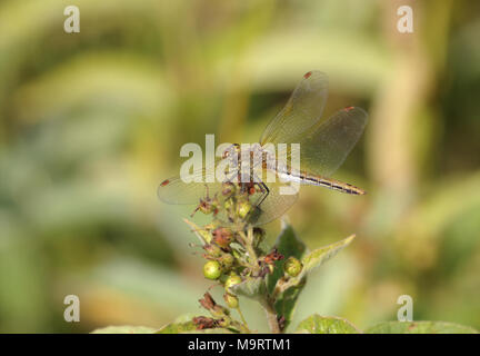 Brown dragonfly (Aeschna grandis) assis sur un fleurs vertes, close-up, selective focus Banque D'Images