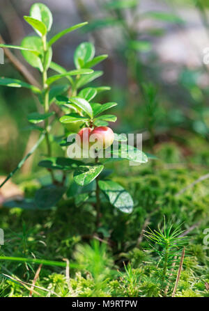 Berry immatures (airelle Vaccinium vitis-idaea) dans la forêt sauvage, selective focus Banque D'Images