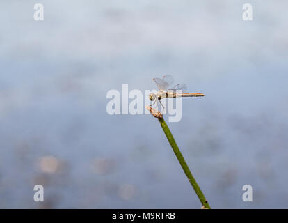 Brown dragonfly (Aeschna grandis) assis sur un sur une prêle, minimalisme, selective focus Banque D'Images