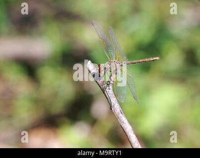 Brown dragonfly (Aeschna grandis) assis sur un bâton en bois, close-up, selective focus Banque D'Images