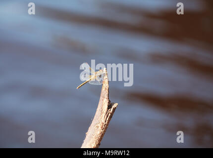 Brown dragonfly (Aeschna grandis) assis sur un vieil arbre, le minimalisme, selective focus et la place pour le texte Banque D'Images