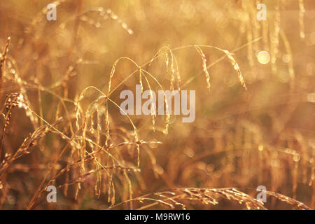 De l'herbe sèche fétuque (Festuca) arundlnacea au coucher du soleil, selective focus sur certaines des branches Banque D'Images