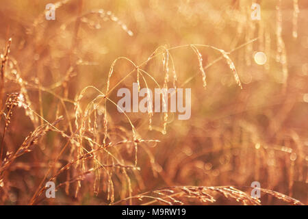 De l'herbe sèche fétuque (Festuca) arundlnacea au coucher du soleil, selective focus sur certaines des branches Banque D'Images