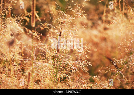 De l'herbe sèche fétuque (Festuca) arundlnacea au lever du soleil, selective focus sur certaines des branches Banque D'Images