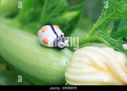 Monde - Pâte à modeler maison coccinelle blanc avec peu de taches orange assis sur une courgette, selective focus on head Banque D'Images