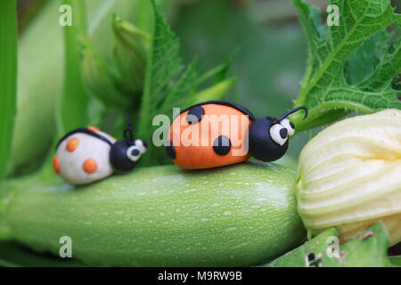 Monde de pâte à modeler - peu de blanc et orange les coccinelles assis sur une courgette, selective focus sur la première coccinelle Banque D'Images