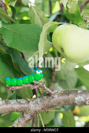 Monde - Pâte à modeler maison peu caterpillar vert est l'exploration de l'apple, selective focus on head Banque D'Images
