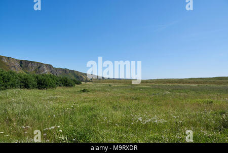 La zone située entre les falaises et la mer à St Cyrus National Nature Reserve, montrant ses herbes, roseaux et fleurs sauvages à profusion sur une Summers Banque D'Images