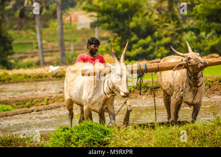 Ici farmer ploughing champ boueux avec taureaux labourent la terre pour le repiquage en utilisant deux boeufs, sa façon traditionnelle de l'agriculture au lieu d'utiliser des t Banque D'Images