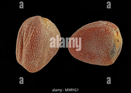 Raphanus sativus, RADIS, Radieschen, seeds, Close up, la taille de la semence 3-5 mm Banque D'Images