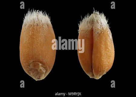 Triticum aestivum, blé tendre, Weizen, seeds, Close up, la taille des graines de 6 à 8 mm Banque D'Images