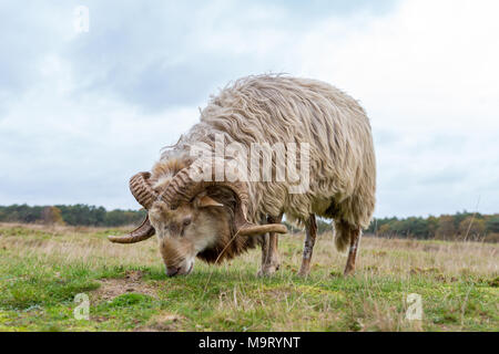 Un mouton heather Drents broute sur le Blaricummer heath sur une journée nuageuse. Banque D'Images