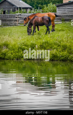 Le pâturage par les chevaux de la ferme une voie navigable au Upper Canada Village, un parc du patrimoine populaire près de Morrisburg illustrant la vie au 19e siècle dans la région de Canada Banque D'Images