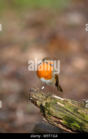 Robin européen, Erithacus rubecula aux abords, robin redbreast perché sur un arbre en putréfaction, England, UK. Banque D'Images