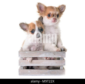 Chiots chihuahua in front of white background Banque D'Images