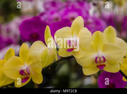 Fleurs d’orchidées Banque D'Images