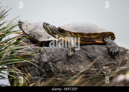 Les tortues marines au jardin Kiyosumi Teien, Tokyo, Japon Banque D'Images