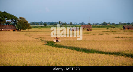 Champs de riz dans les plaines centrales de la Birmanie Banque D'Images