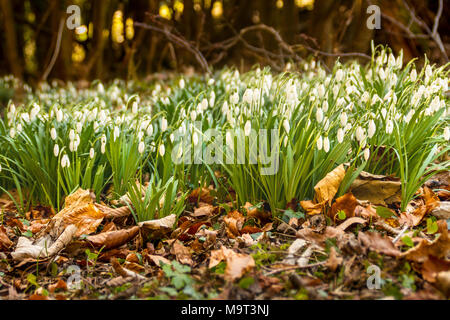 Perce-neige dans un bois, avec quelques feuilles mortes qui les entourent Banque D'Images