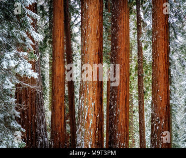 Un cluster de séquoias géants dans un ciel ensoleillé, matin neigeux à Sequoia National Park Banque D'Images