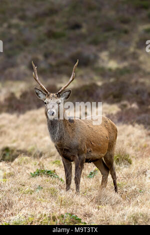 Red Deer stag / homme (Cervus elaphus) sur la lande dans les collines en hiver dans les Highlands, Ecosse, Royaume-Uni Banque D'Images