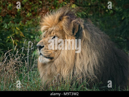 L'African Lion (Panthera leo) reposant dans l'herbe Banque D'Images