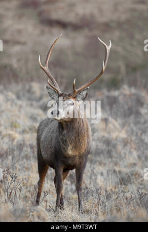 Red Deer stag / homme (Cervus elaphus) sur la lande dans les collines en hiver dans les Highlands, Ecosse, Royaume-Uni Banque D'Images