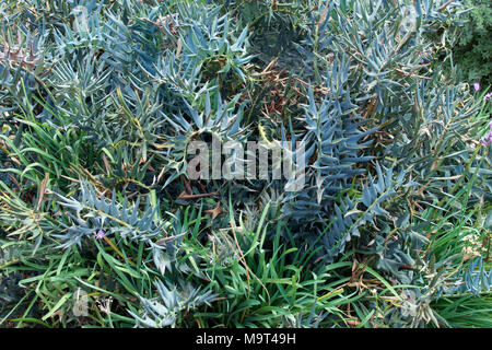 L' usine de cycadales bleu Encephalartos horridus croissant dans la garrigue, à Johannesburg, Afrique du Sud Banque D'Images