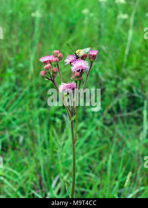 Acraea horta papillon sur Campuloclinium macrocephalum Mauvaises herbes sauvages Pompom au Mpumalanga, Limpopo, Afrique du Sud KwaZulu-Natal Banque D'Images