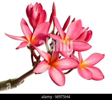 Fleurs de frangipanier rouge frais isolé sur fond blanc Banque D'Images