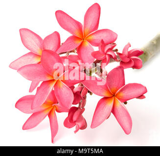 Fleurs de frangipanier rouge frais isolé sur fond blanc Banque D'Images