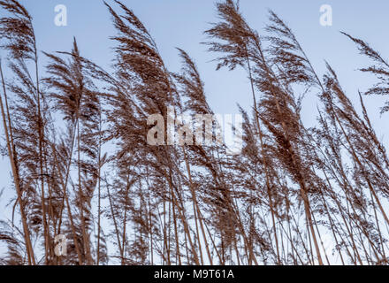 Les hautes herbes / Roseaux dans le vent. Banque D'Images