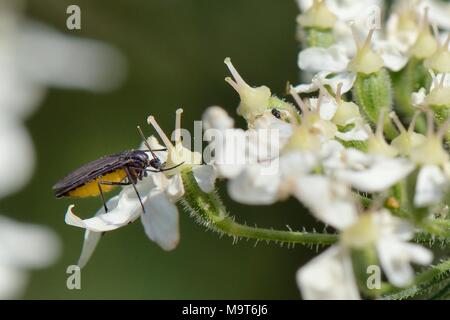 Terreaux à ailes sombres Sciara (hemerobioides) se nourrissent de la berce commune (Heracleum sphondylium) fleurs dans une prairie de craie pré, Wiltshire, Royaume-Uni, J Banque D'Images