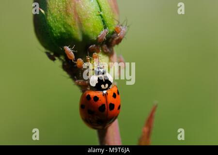 Coccinelle asiatique multicolore / Arlequin (Harmonia axyridis - forme succinea) attaquer (Macrosiphon rosae) sur un bouton de rose, Wiltshire, Royaume-Uni. Banque D'Images