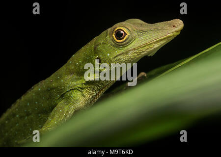 Un chouette Anole (Anolis punctatus) de la jungle péruvienne. Une très jolie, cette espèce de lézard on a tendance à passer la plupart de son temps au-dessus du sol. Banque D'Images