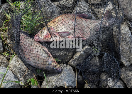 Deux gros poissons capturés, dorades dans les filets du pêcheur sur la plage, dans l'herbe. Concept de pêche réussite, chance, fortune, réussite, le repos actif, hobby, campagne relaks Banque D'Images