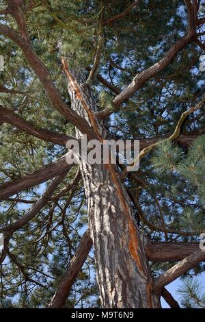 Le pin sylvestre (Pinus sylvestris) avec cicatrice verticale dans l'écorce d'une récente grève de l'éclairage électrique, courant courut à terre les pieds l'arbre, au Royaume-Uni. Banque D'Images