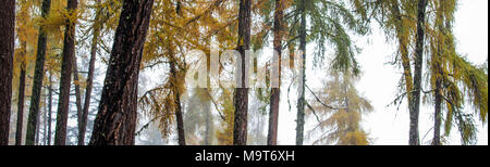 Forêt de mélèzes et de pins colorés dans la région du Valais Suisse au cours de l'automne sur un matin brumeux, Suisse Banque D'Images