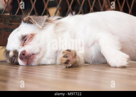 Chien chiot chihuahua,à jour isoler sur background,vue avant du haut, des coûts techniques. Banque D'Images